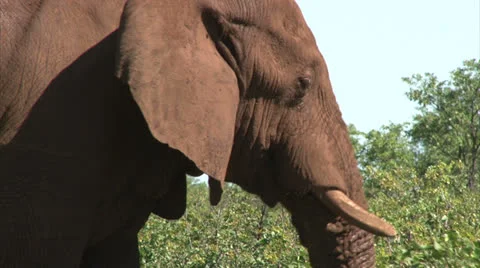 Grazing elephant in the bush Stock Footage 26091017