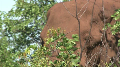 Grazing elephant in the bush Stock Footage 26092292