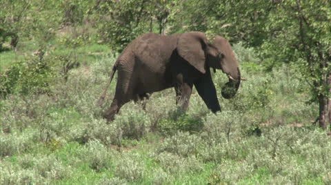 Grazing elephant in the bush Stock-Footage 26092844