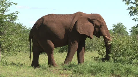 Grazing elephant in the bush Stock-Footage 26093337