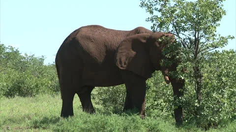 Grazing elephant in the bush Stock Footage 26093852
