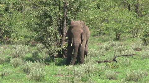 Grazing elephant in the bush Stock Footage 26094699