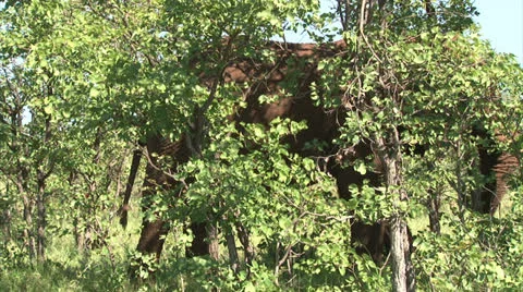 Grazing elephant in the bush Stock Footage 26096583