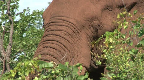 Grazing elephant in the bush Stock Footage 26096958