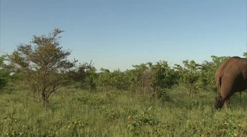 Grazing elephant in the bush Stock Footage 26781068
