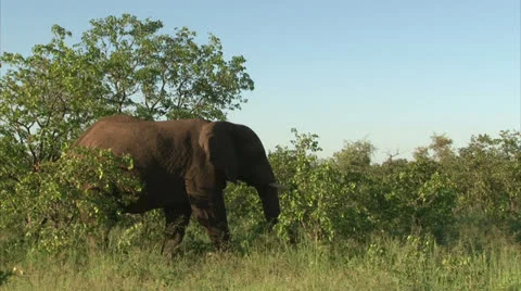 Grazing elephant in the bush Stock Footage 26789752