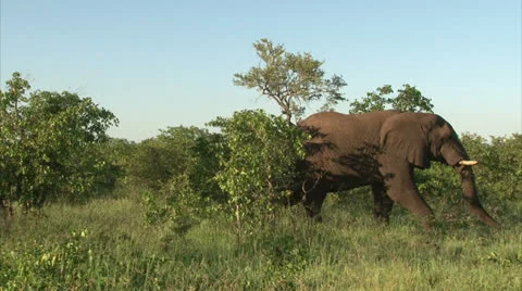 Grazing elephant in the bush Stock Footage 26791731