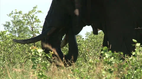 Grazing elephant in the bush Stock Footage 27101560