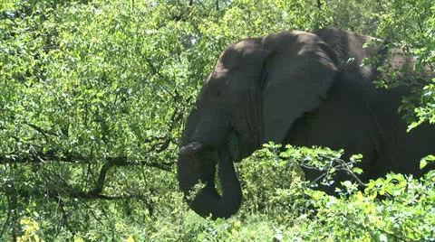 Grazing elephant in the bush Stock Footage 27124139