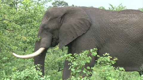 Grazing elephant in the bush Stock Footage 28861566