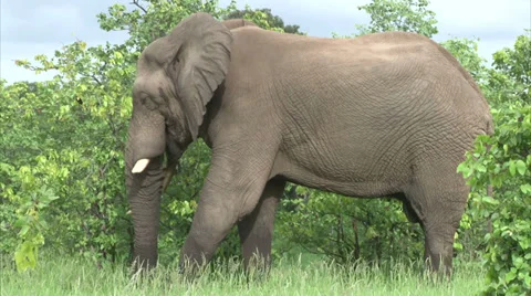 Grazing elephant in the bush Stock Footage 28899658