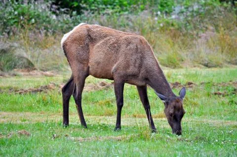 Grazing elk Stock Photos
