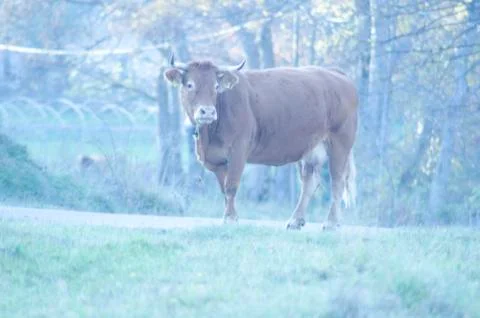 A grazing European cow Stock Photos