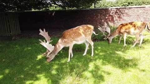 Grazing Fallow Deer Stock Footage 114390263