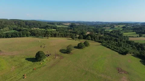 Grazing Farm Animals Over Vast Pasture Land. Aerial Shot Stock Footage 282381453
