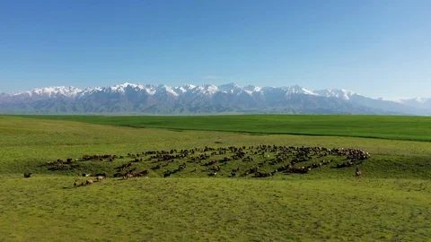Grazing flock on a background of mountains Video stock 111994037