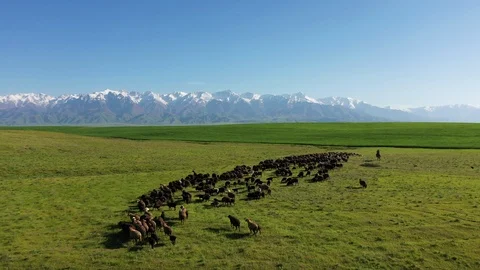 Grazing flock on a background of mountains Video stock 111994757