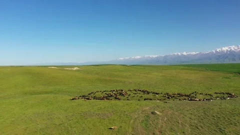 Grazing flock on a background of mountains Video stock 111995142