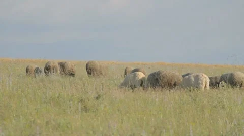 Grazing flock of sheep in green meadow, goat passing by. Stock Footage 8366237