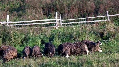 Grazing flock of sheep in pasture Stock Footage