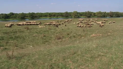 Grazing flocks of sheep by the river Stock-Footage 56515858