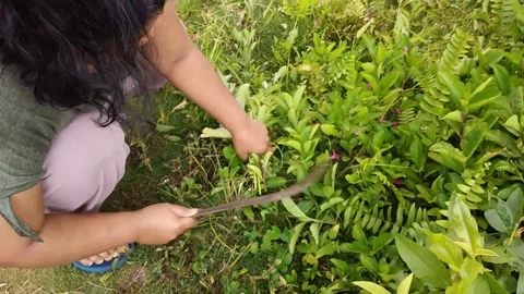 Grazing Stock Footage 238658777