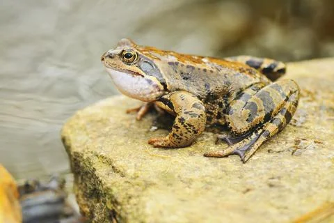 Grazing frog in the spring. Grass frog in the spring Stock Photos