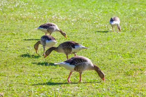 Grazing geese Foto stock