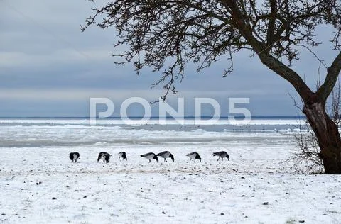 Grazing geese in snow Stock Photos