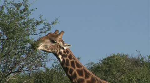 Grazing Giraffe Stock-Footage 25852790