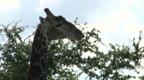 Grazing Giraffe Stock Footage 26084955