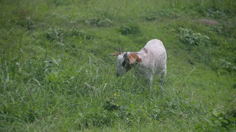 Grazing goat Video stock 25519139
