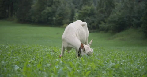 Grazing Goat Stock Footage 169914881