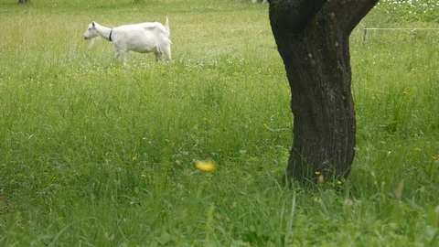 Grazing goat on meadow Stockbeeldmateriaal 77513767