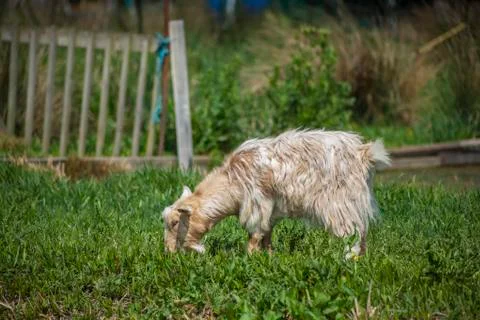 Grazing Goat Stock Photos