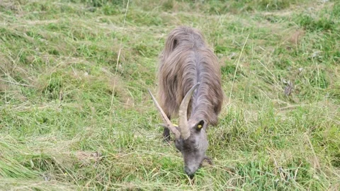 Grazing goat in the valley Stock Footage 238825583