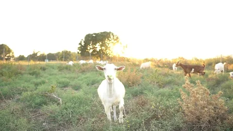 Grazing Goat Video Stock Footage 120755317