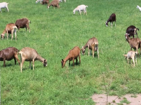 Grazing goats Stock Footage 81369334