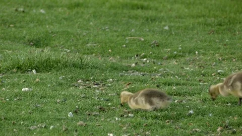 Grazing Goslings Stock Footage 77256196