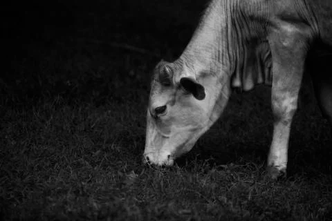Grazing gracefully  Stock Photos