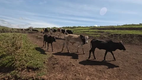 Grazing herd of cows. Beige, brown and spotted cows are walking Video stock 169911040