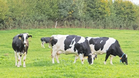 Grazing herd of cows, Cows on a meadow 動画素材 108676417
