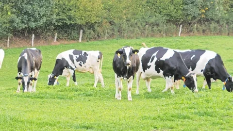 Grazing herd of cows on a meadow Stock Footage 108476618