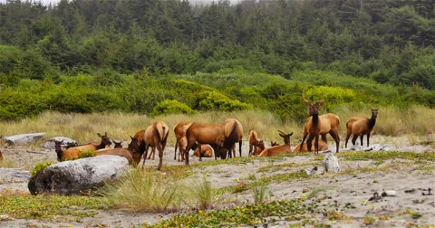 Grazing Herd of Elk Stock Footage 45094519