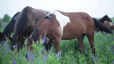Grazing herd of horses Video stock 78679604