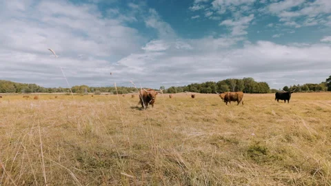Grazing Highland Cattle together with Bumble bees and Thistles in Summers Heat. Stock Footage 237818965