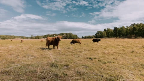 Grazing Highland Cattle together with Bumble bees and Thistles in Summers Heat. Stock Footage 237819486