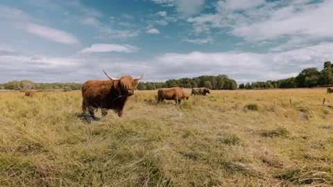 Grazing Highland Cattle together with Bumble bees and Thistles in Summers Heat. Stock Footage 237819645