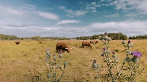 Grazing Highland Cattle together with Bumble bees and Thistles in Summers Heat. Stock Footage 237819934