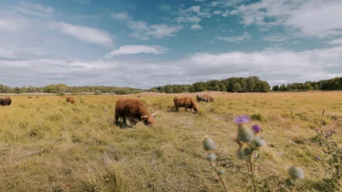 Grazing Highland Cattle together with Bumble bees and Thistles in Summers Heat. Stock Footage 237820045